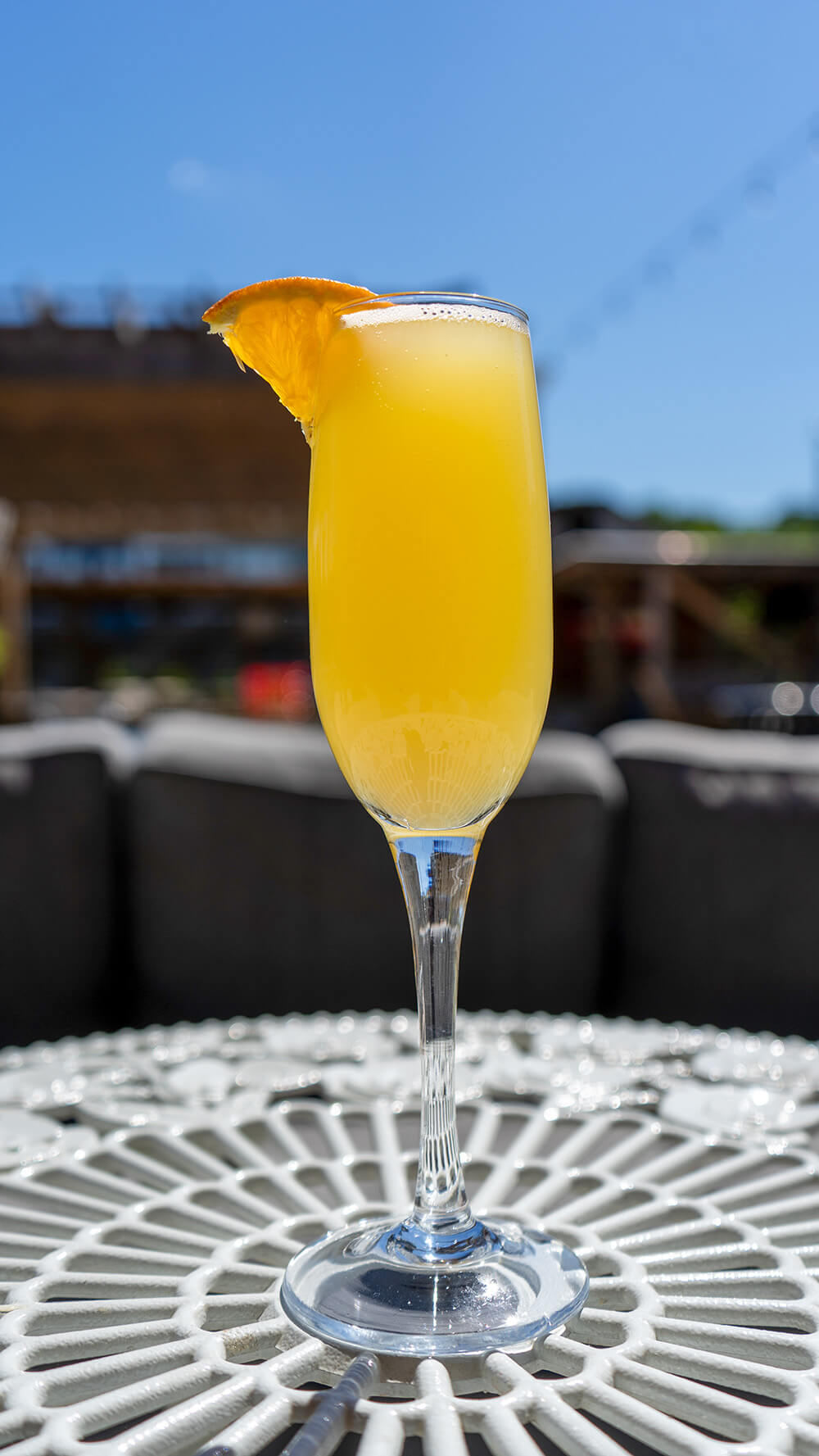 Single Mimosa in the beautiful sunlight